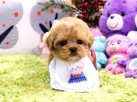 Show Düzey Toy Poodle Yavruları