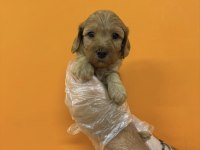 MALTİPOO IRK SAĞLIK GARANTİLİ YAVRULARIMIZ