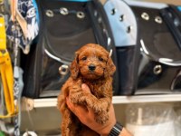 Toy Poodle Köpeğimiz