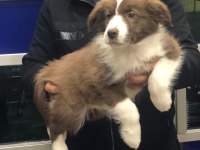 Border Collie Erkek Yavrularımız