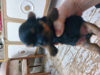 Yorkshire terrier bebekler