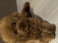 Köpeğime dişi eş arıyorum