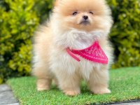 Sevimli Pomeranian Boo Yavrularımız