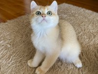 Safkan British Shorthair Golden erkek yavru