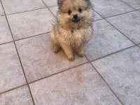 Yavru pomeranian