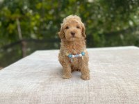 2 aylık maltipoo yavru
