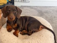 Mini Dachshund Sosik Köpekler Yuvaya Hazır