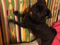 8 aylık siyah pug