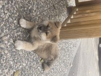 54 günlük köpeğimi sahiplendirmek istiyorum