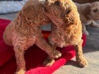 2 aylık Toy Poodle yavruları