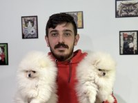 Ayı surat Pomeranian boo bebekler WC eğitimli