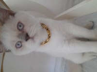 3,5 Aylık erkek british shorthair