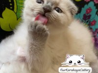 Scottish Fold Blue Point Yavru