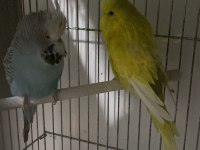 Sahibinden hazır takım show jumbo muhabbet kuşu
