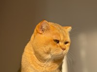 British shorthair golden erkek