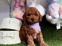 Safkan Toy Poodle Bebekler