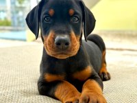 Doberman Son Yavrular Yetişen Kazanır Kapıda Ödemeli
