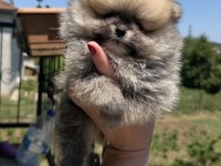 ORANGE DİŞİ POMERANİAN BOO