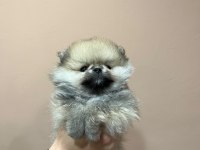 Petmode köpek çiftliğinden pomeranian boo