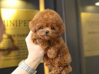 OZELMI OZEL TOY POODLE BEBEKLERIMIZ