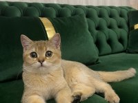 British shorthair kızımıza yuva arıyoruz