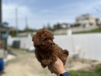 Kore ve toy poodle bebekler