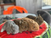CÜCE VE LOP IRKI TAVŞAN