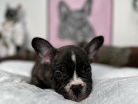 FRENCH BULLDOG BEBEKLER