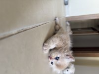 BRİTİSH LONGHAİR KEDİSİ