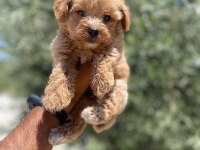 Tea cup f 1 maltipoo bebekler