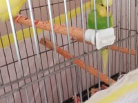 Çift yavru veren muhabbet kuşları