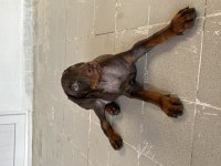 Kızıl yavru doberman