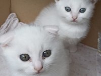 Scottish Fold Yavrular