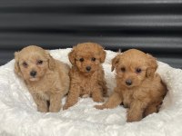 Tüy Dökmez Koku Yapmaz Maltipoo