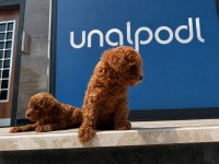 Toy Poodle Red Brown Dişi Ve Erkek