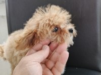 Çok Tatlı Dört Aylık Dişi Teacup Poodle Yavrusu