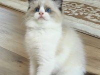 SECERELİ RAGDOLL YAVRULARI