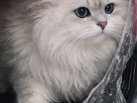 BRİTİSH LONGHAİR EŞLEŞME İLANI