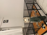 Orjinal anne baba şecereli annenin babanın samoyed yavrusu