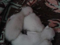 Siyam kedisi yavrularıma yuva arıyorum