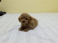 DÜNYA TATLISI MALTİPOO YAVRULARI