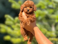 Toy poodle cinsi bebek köpeklerimiz