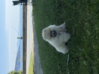 4 aylık dişi pomeranian boo