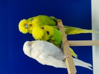 Show Jumbo muhabbet kuşu