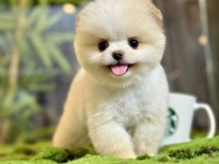 2 aylık erkek teacup pomeranian yavru