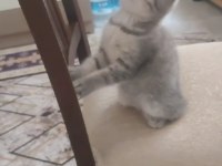 Scottish fold yavrumu sahiplendiriyorum