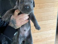 ORJİNAL CANE CORSO BEBEKLER