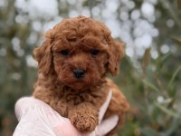 Kore Erkek Tatlış mı Tatlış Poodle