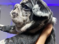 Brillante De Arte Frenchie Özel French Bulldog Yavrular
