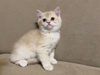 British shorthair lilac dışı
